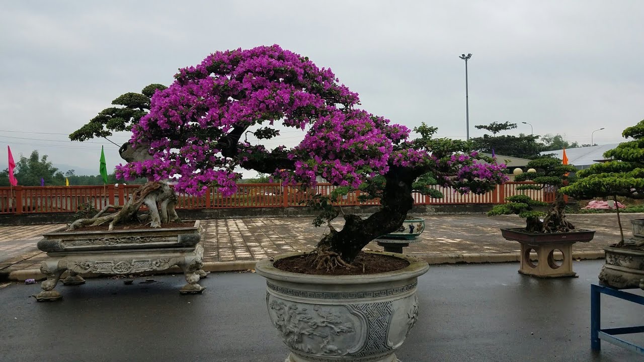 Hoa giấy - Từ giàn hoa cổng nhà đến biểu tượng văn hóa Việt