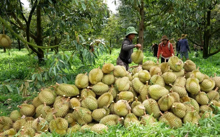 Quy trình canh tác sầu riêng bền vững: Chìa khóa giữ thị trường quốc tế
