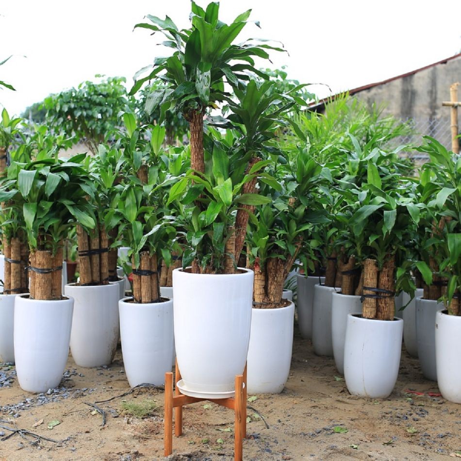 Cây phong thủy trước nhà: Lựa chọn hợp lý cho không gian sống hài hòa