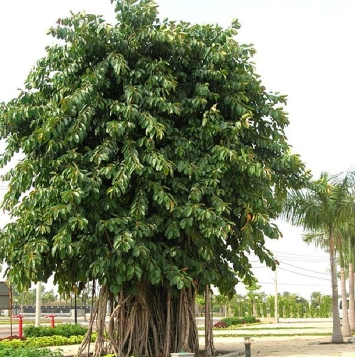 Cổ nhân chọn 5 loại cây trồng quanh nhà: Vừa phong thủy cát lành, vừa che mát bốn mùa
