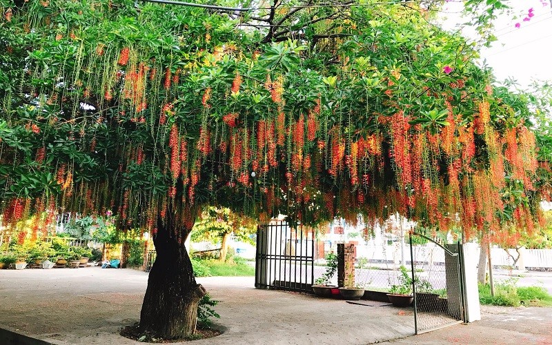 Cổ nhân chọn 5 loại cây trồng quanh nhà: Vừa phong thủy cát lành, vừa che mát bốn mùa