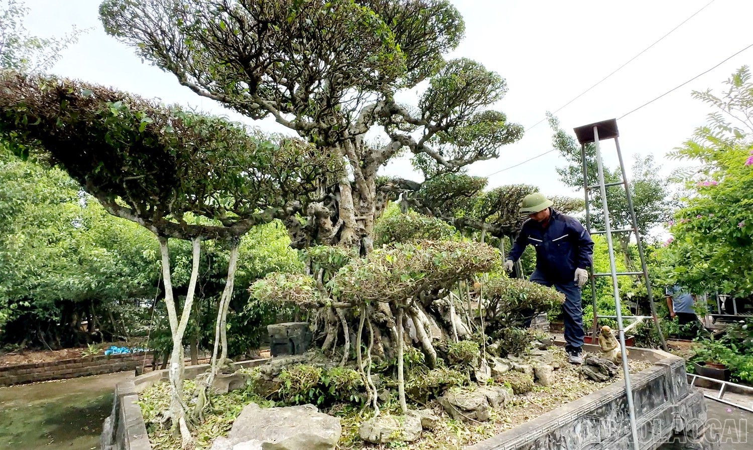 Ngôi làng hơn 800 năm tuổi gìn giữ hồn bonsai Việt