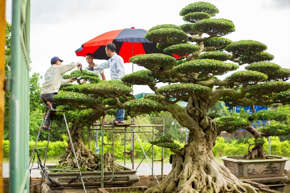 Ngôi làng hơn 800 năm tuổi gìn giữ hồn bonsai Việt
