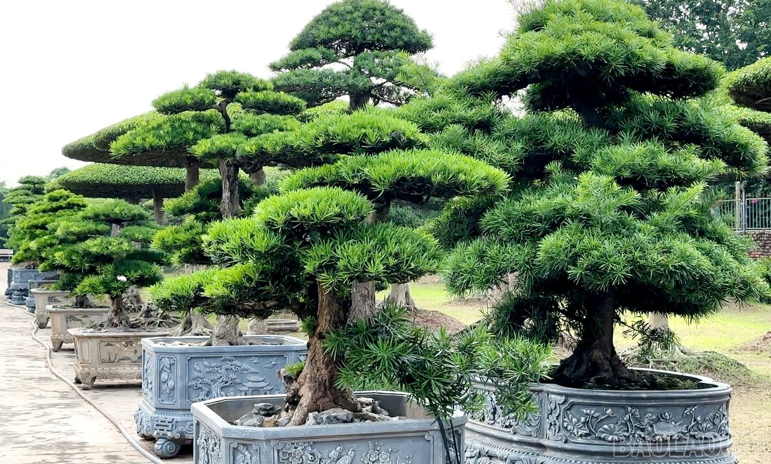 Ngôi làng hơn 800 năm tuổi gìn giữ hồn bonsai Việt