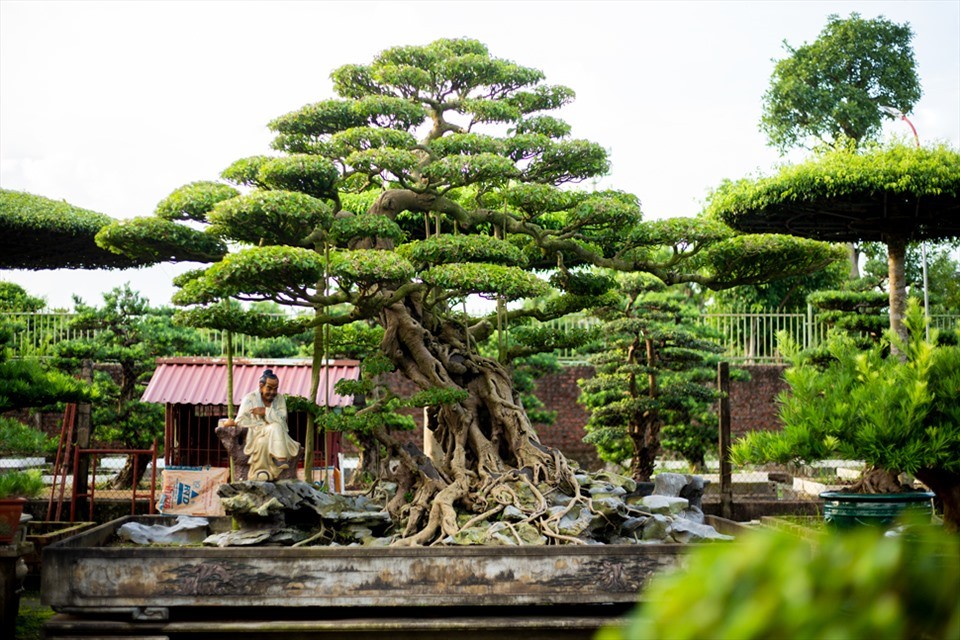 Ngôi làng hơn 800 năm tuổi gìn giữ hồn bonsai Việt