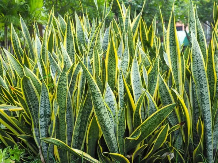 Cây lưỡi hổ – lọc khí độc, xua đuổi tà khí, mang năng lượng dương