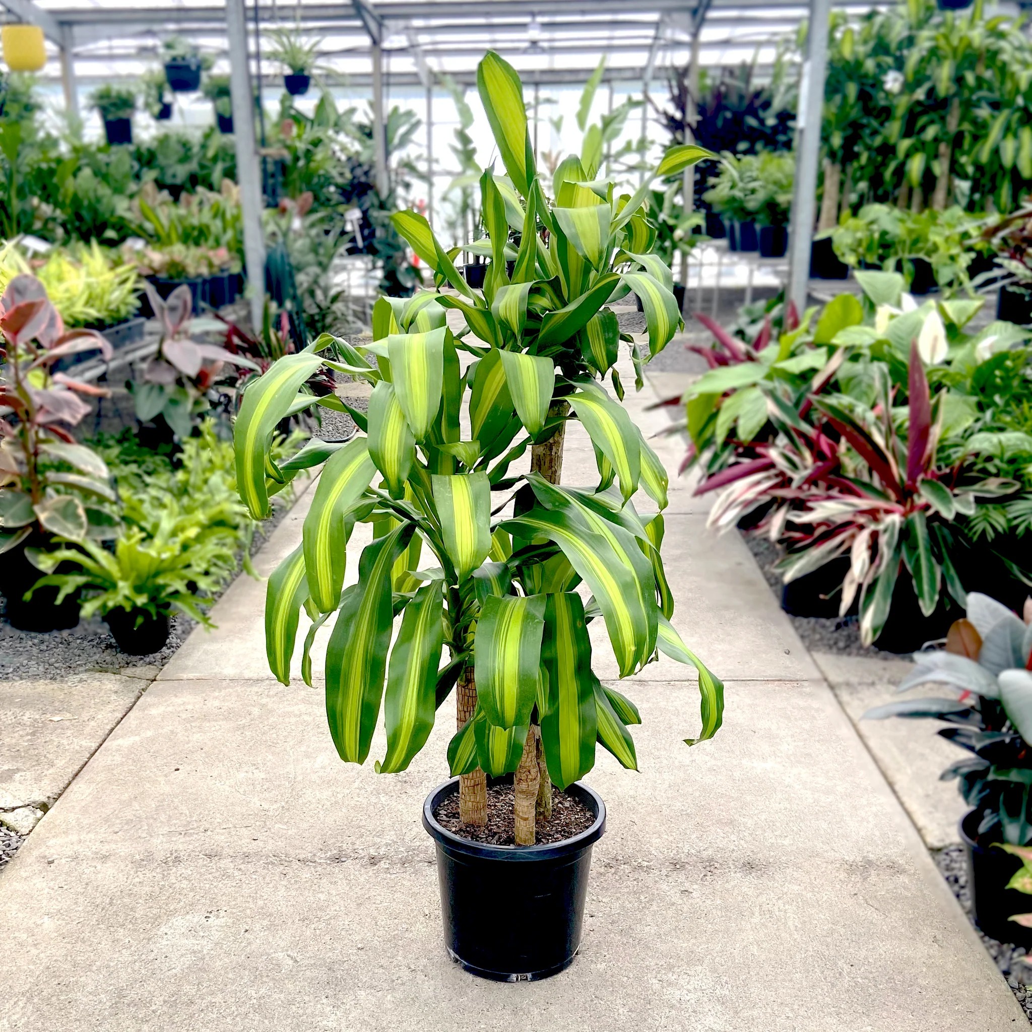 Cây phát tài – Dracaena fragrans mang lại vượng khí và may mắn cho gia chủ