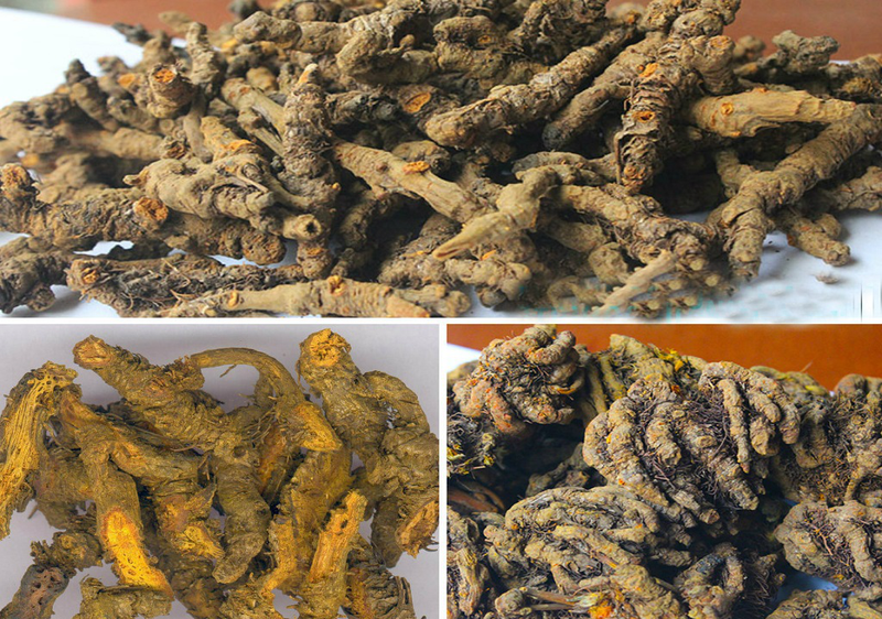Loài cây mọc đầy vùng cao, nhổ bán giá nửa triệu đồng/kg