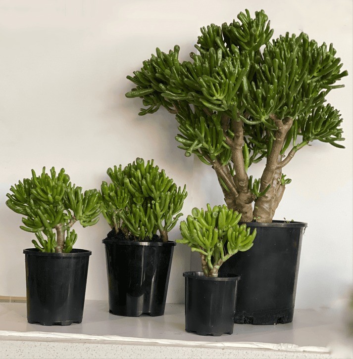 Cổ nhân chọn cây cho người mệnh Mộc: 5 loài cây vừa đẹp vừa quý, tụ tài phát lộc