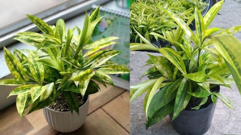 Cổ nhân chọn cây cho người mệnh Mộc: 5 loài cây vừa đẹp vừa quý, tụ tài phát lộc