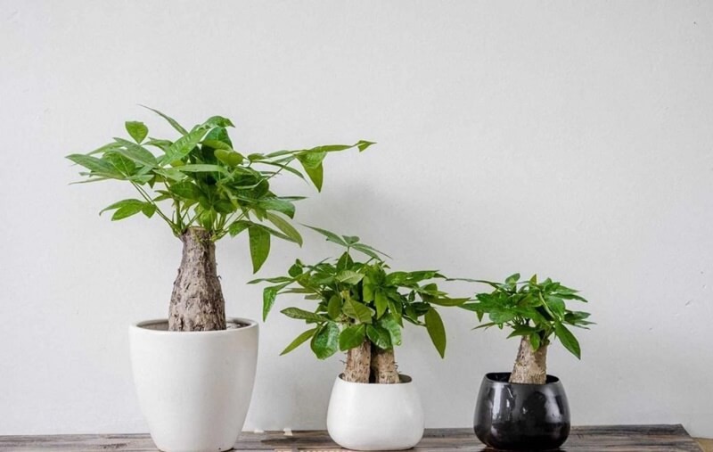 Cổ nhân chọn cây cho người mệnh Mộc: 5 loài cây vừa đẹp vừa quý, tụ tài phát lộc
