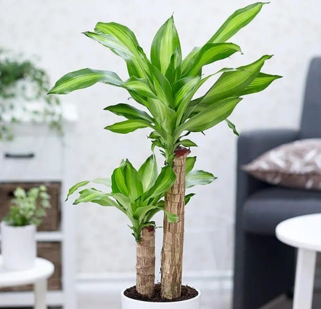 Cổ nhân chọn cây cho người mệnh Mộc: 5 loài cây vừa đẹp vừa quý, tụ tài phát lộc