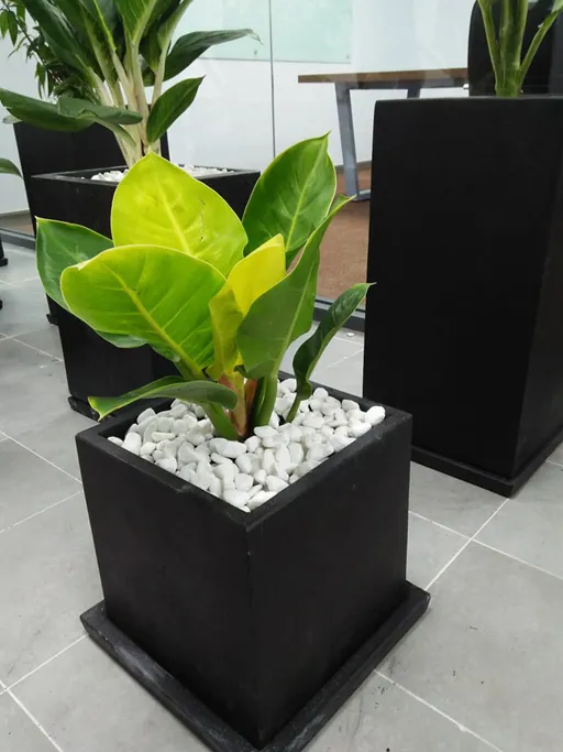 Cổ nhân gợi ý 5 loại cây phong thủy hợp mệnh Kim, vừa tặng vừa trưng đều vượng tài