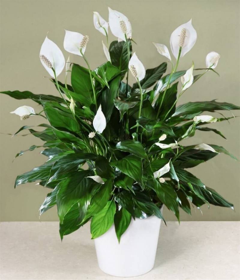 Cổ nhân gợi ý 5 loại cây phong thủy hợp mệnh Kim, vừa tặng vừa trưng đều vượng tài
