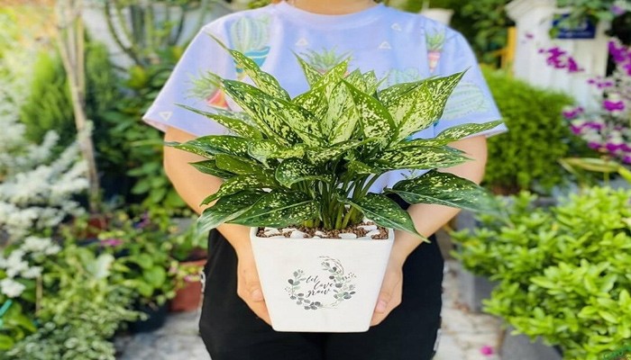 Cổ nhân gợi ý 5 loại cây phong thủy hợp mệnh Kim, vừa tặng vừa trưng đều vượng tài