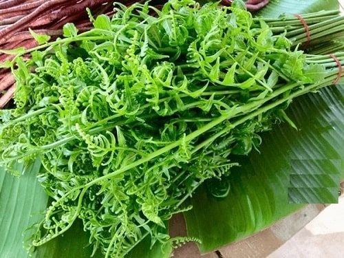 Mang cây dại mọc ven rừng về trồng, chỉ sau 2 tháng đã có thể thu hoạch quanh năm, thành đặc sản được săn đón