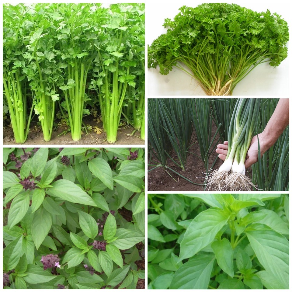 Xu hướng làm vườn mini trên sân thượng: 3 loại cây nông dân sân thượng hay trồng