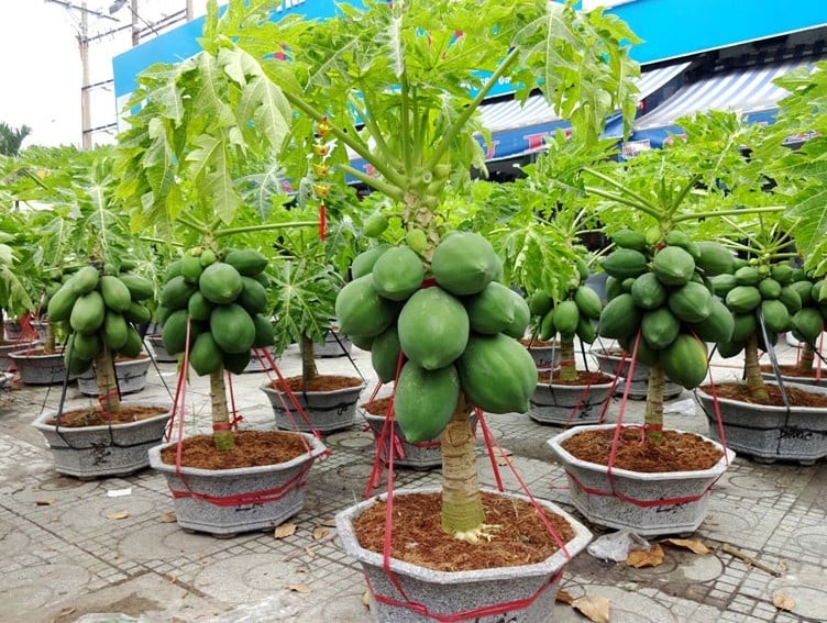 Xu hướng làm vườn mini trên sân thượng: 3 loại cây nông dân sân thượng hay trồng