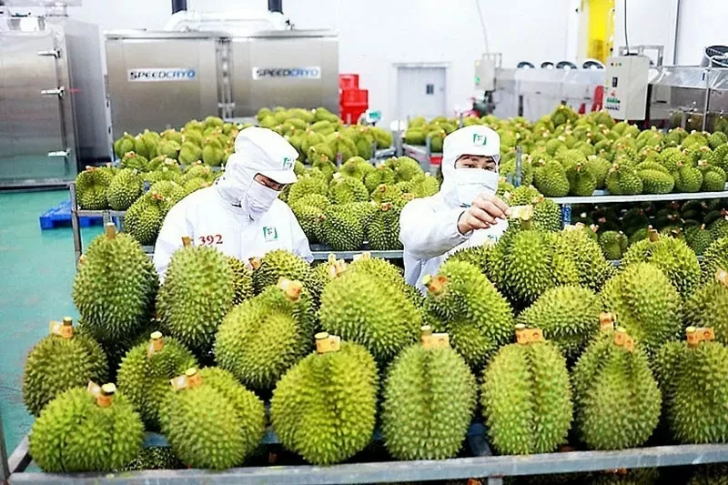 Xuất khẩu sầu riêng phục hồi mạnh, hướng tới thị trường cao cấp