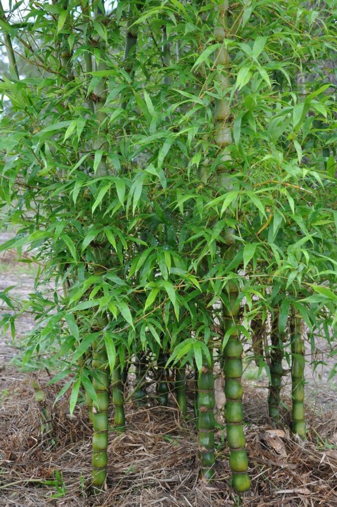 3 loại cây gác cổng nên trồng trong tháng cô hồn để hóa giải vận xui, chiêu tài giữ lộc