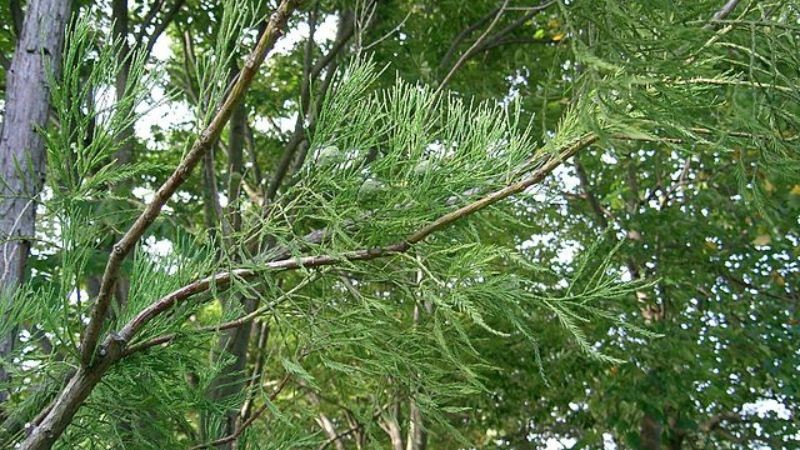 3 loại cây gác cổng nên trồng trong tháng cô hồn để hóa giải vận xui, chiêu tài giữ lộc