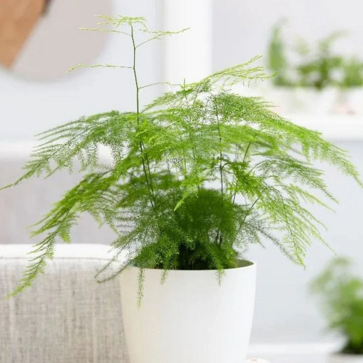 3 loại cây gác cổng nên trồng trong tháng cô hồn để hóa giải vận xui, chiêu tài giữ lộc