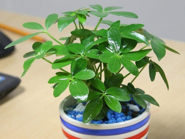 3 loại cây gác cổng nên trồng trong tháng cô hồn để hóa giải vận xui, chiêu tài giữ lộc