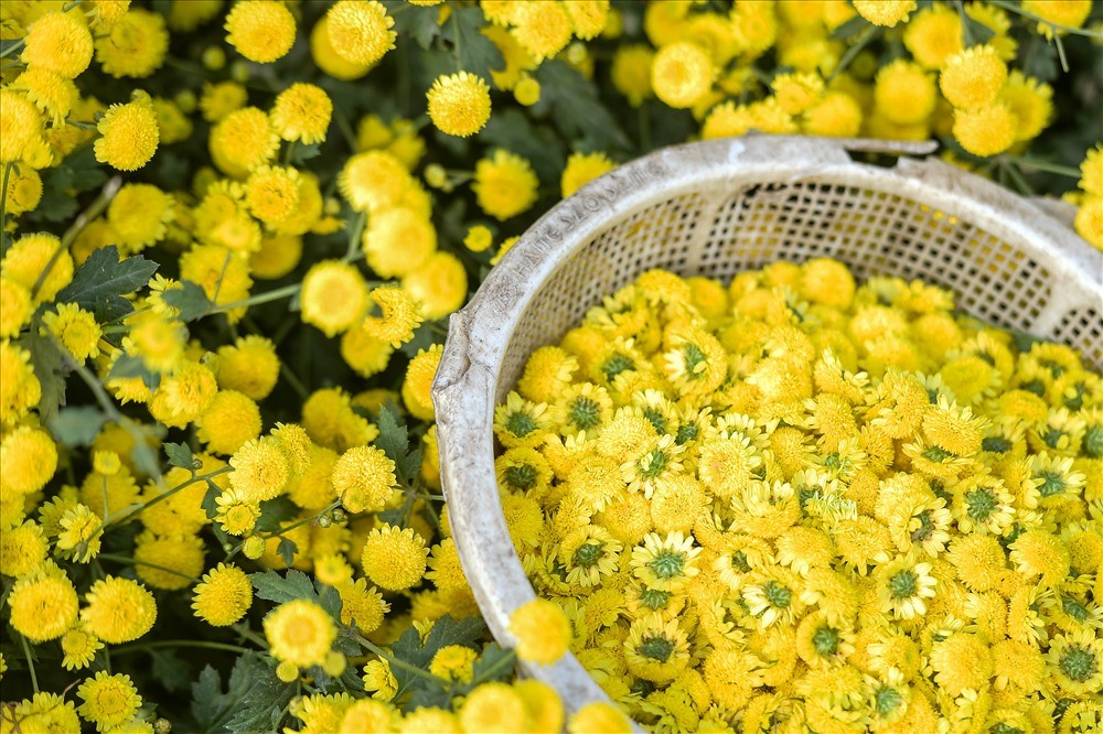 Nông dân Hưng Yên đổi đời nhờ hoa “tiến vua” vàng rực, thơm nức như nước hoa