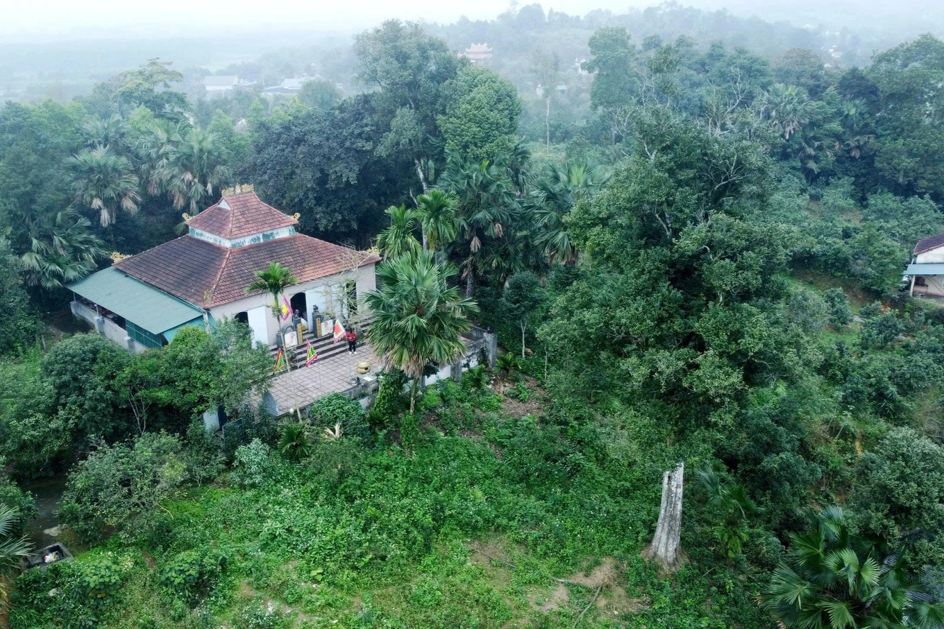 Hà Tĩnh: Cây dó trầm mọc tự nhiên giữa làng, báu vật trăm tỷ vẫn được dân gìn giữ