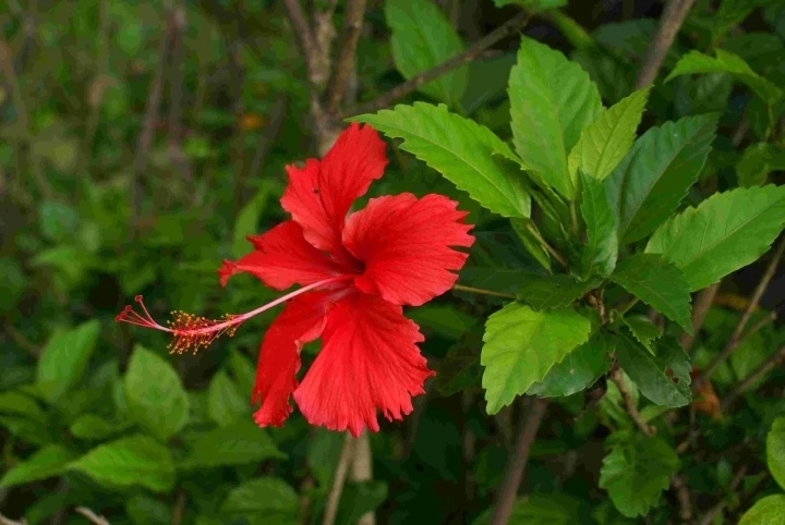 7 loài hoa trước cửa như 