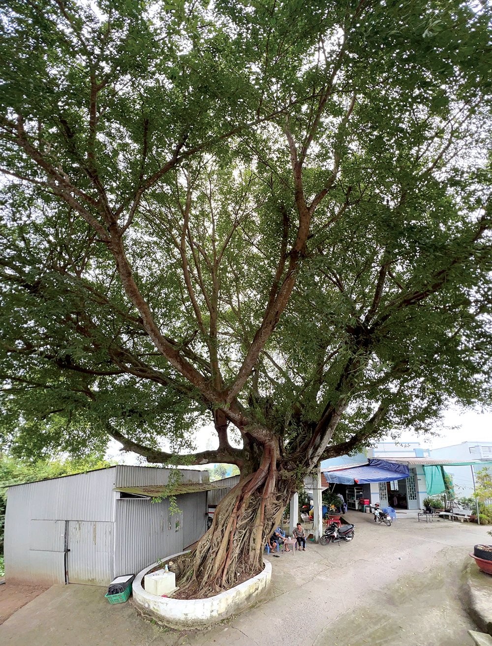 Ngỡ ngàng trước 3 cây cổ thụ độc lạ ở An Giang, gốc to kềnh càng, thân cao vút trời