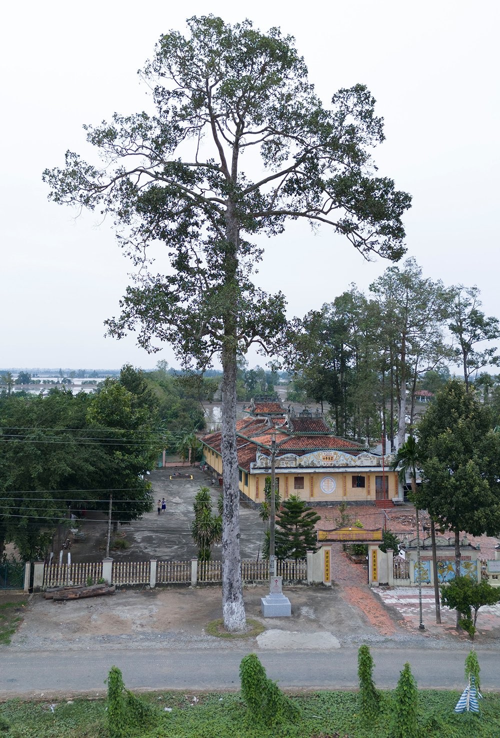 Ngỡ ngàng trước 3 cây cổ thụ độc lạ ở An Giang, gốc to kềnh càng, thân cao vút trời