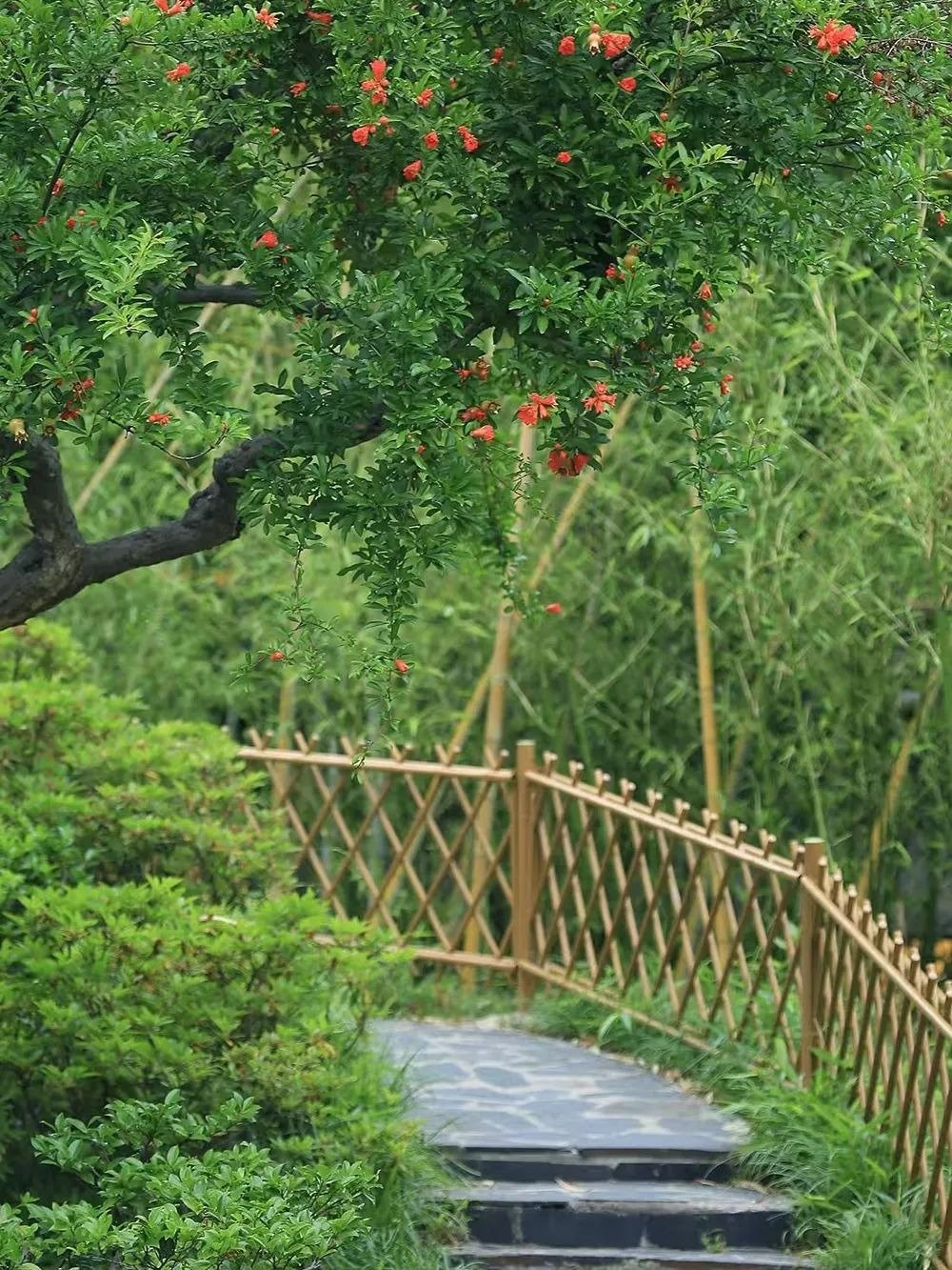 Cây cảnh trăm năm xanh mát: Hoa rực rỡ, quả ngọt, mang phúc lộc và may mắn cho gia đình