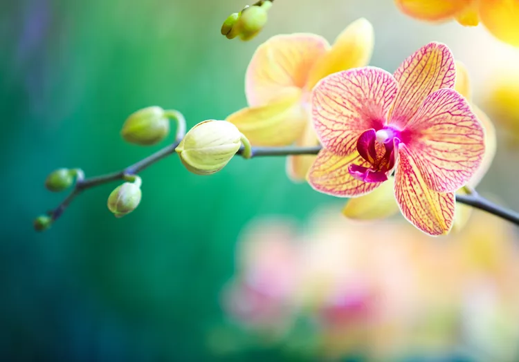 8 loại cây phong thủy phòng khách giúp hút tài lộc, trang trí xanh mát và sang trọng