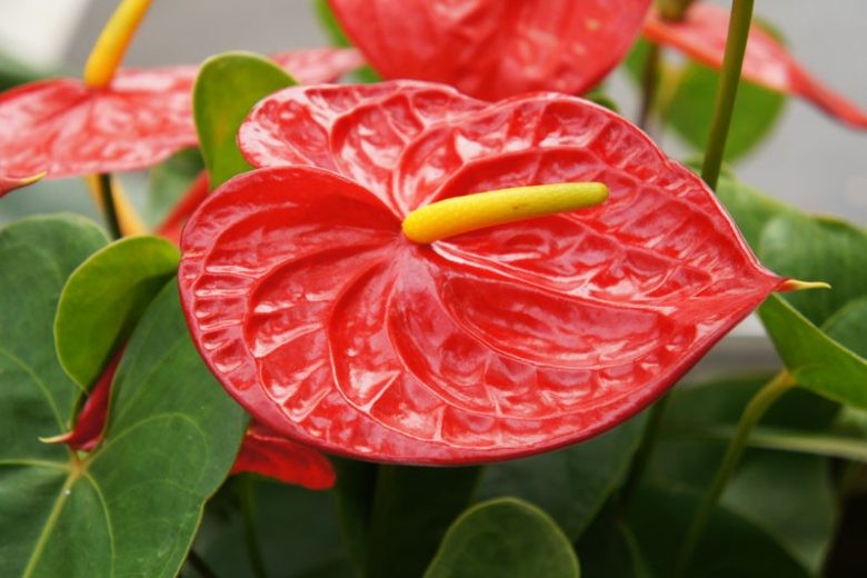 8 loại cây phong thủy phòng khách giúp hút tài lộc, trang trí xanh mát và sang trọng
