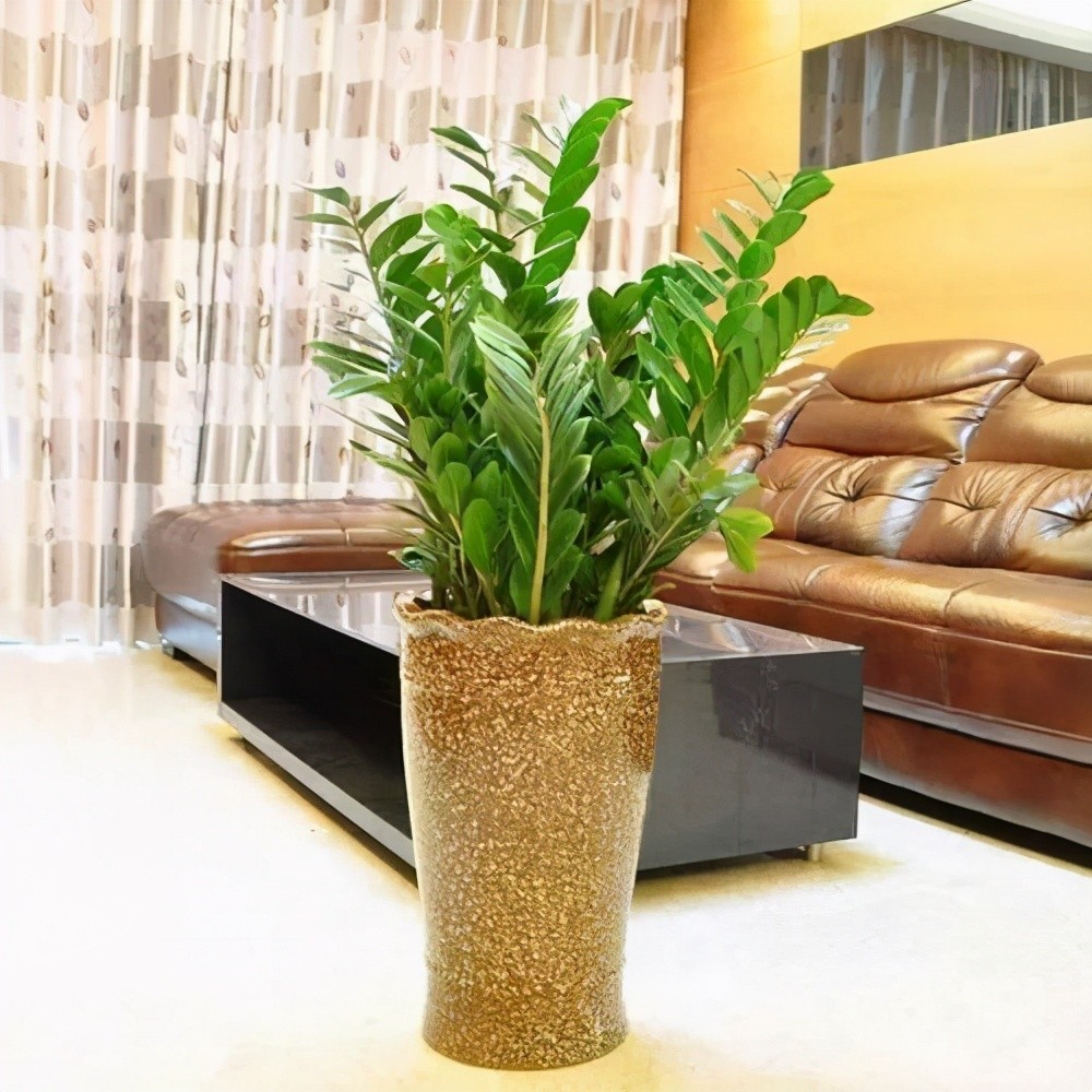 8 loại cây phong thủy phòng khách giúp hút tài lộc, trang trí xanh mát và sang trọng