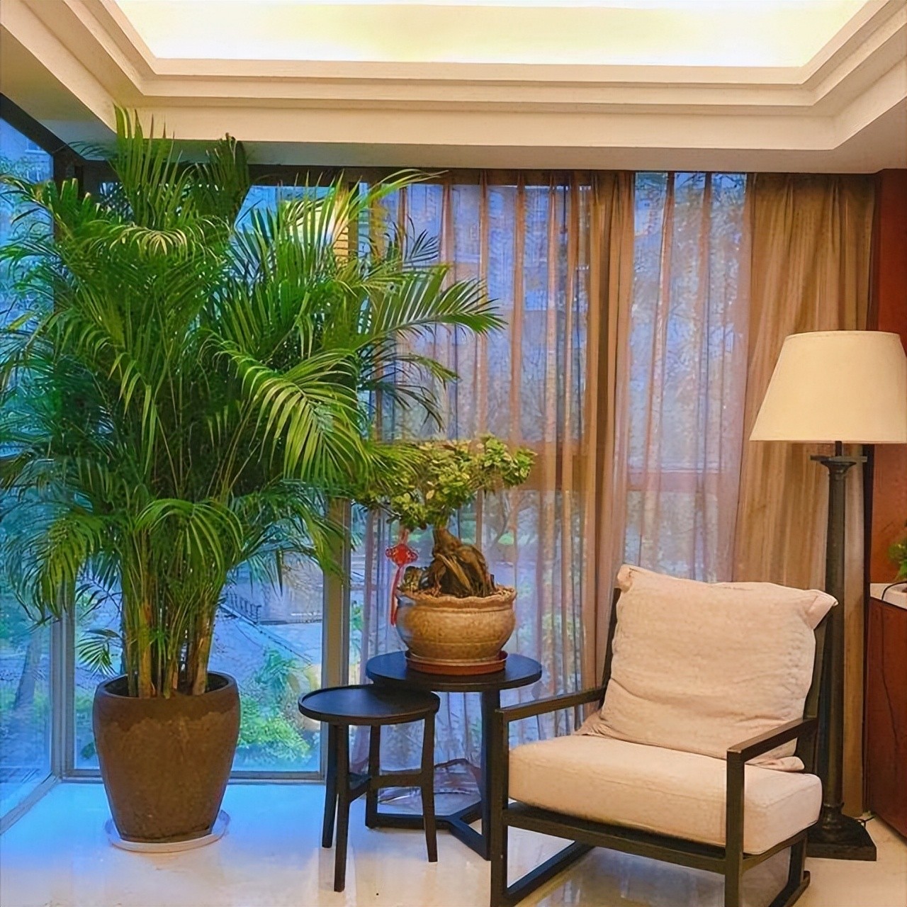 8 loại cây phong thủy phòng khách giúp hút tài lộc, trang trí xanh mát và sang trọng