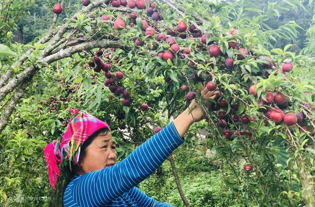 Sân không cây, không phúc không lộc: Trồng 6 loại cây phong thủy, con cháu ngày càng giàu có