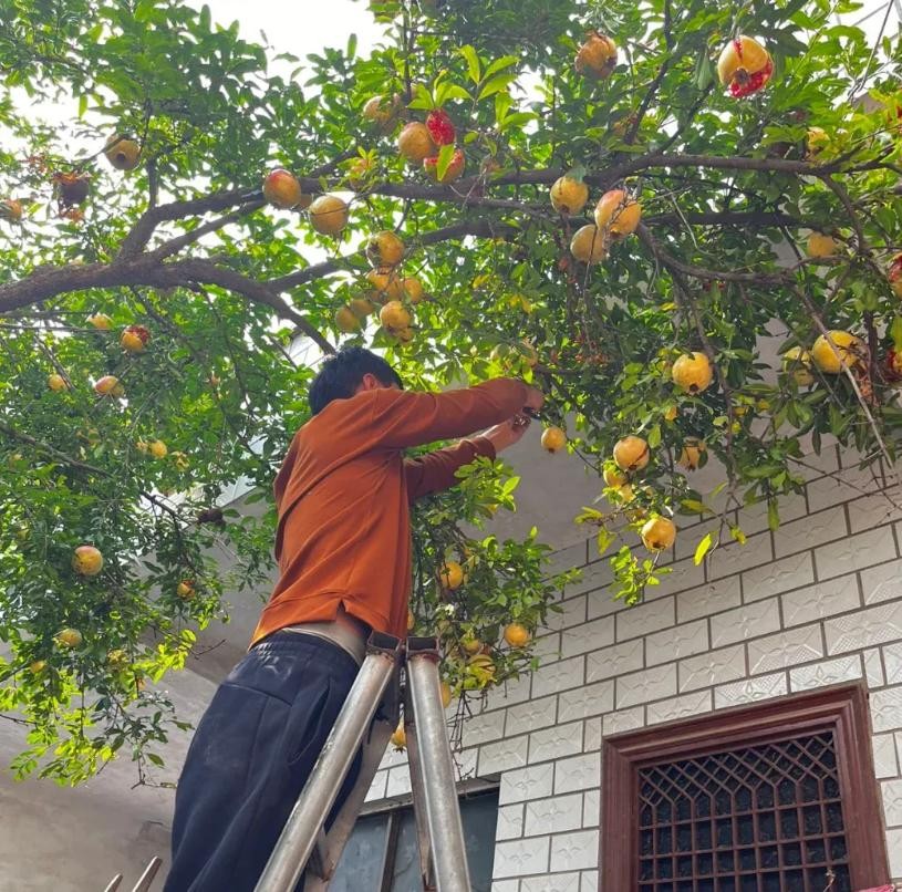 Sân không cây, không phúc không lộc: Trồng 6 loại cây phong thủy, con cháu ngày càng giàu có