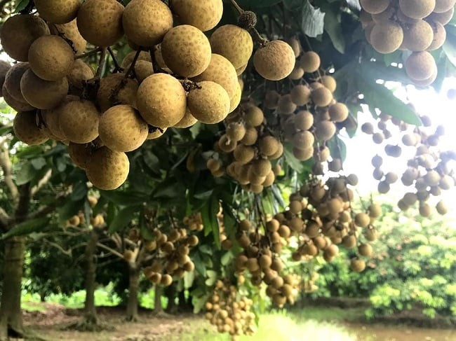 Sân không cây, không phúc không lộc: Trồng 6 loại cây phong thủy, con cháu ngày càng giàu có