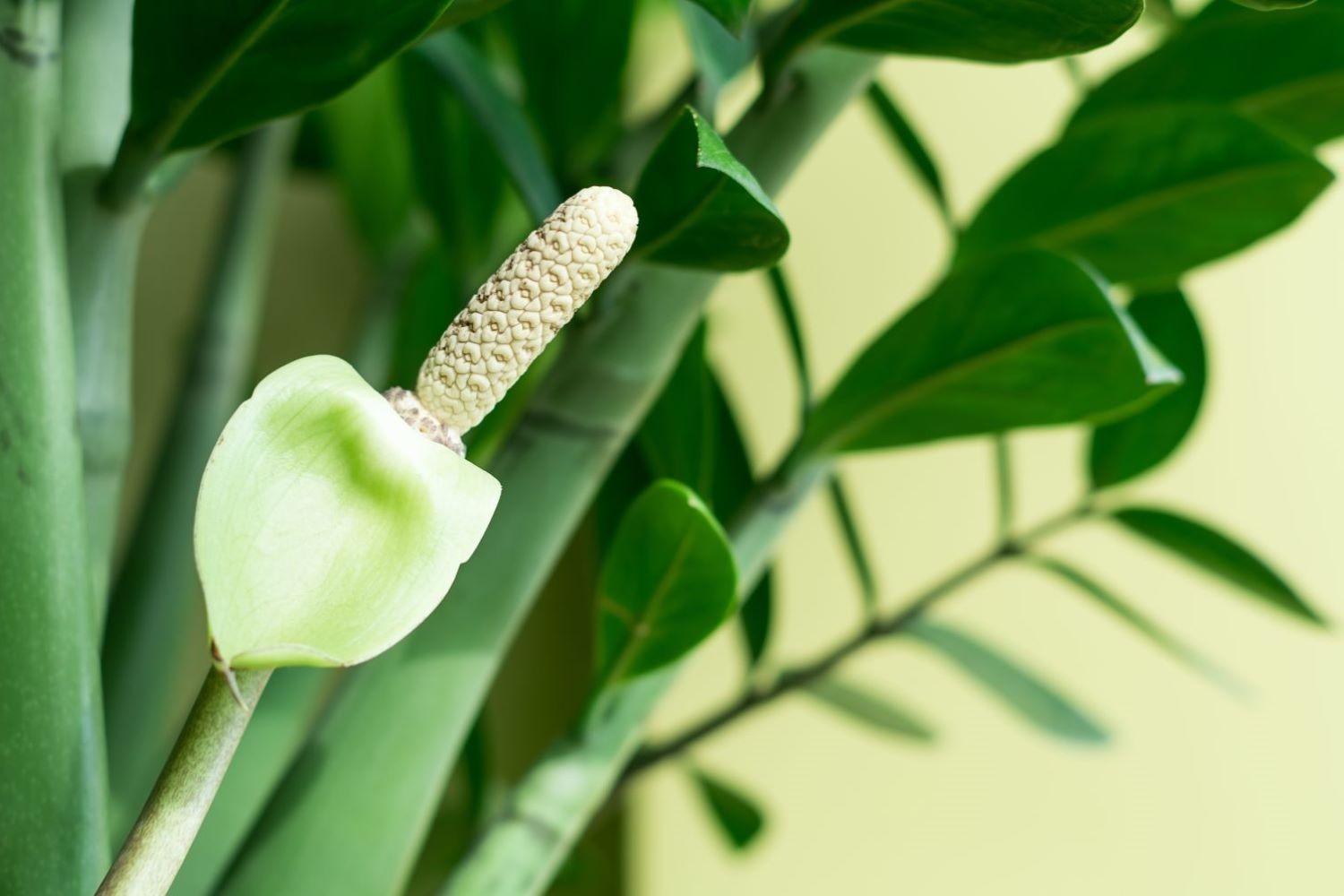 Người xưa dặn: Nếu 6 cây cảnh này nở hoa, gia chủ nhất định phát tài
