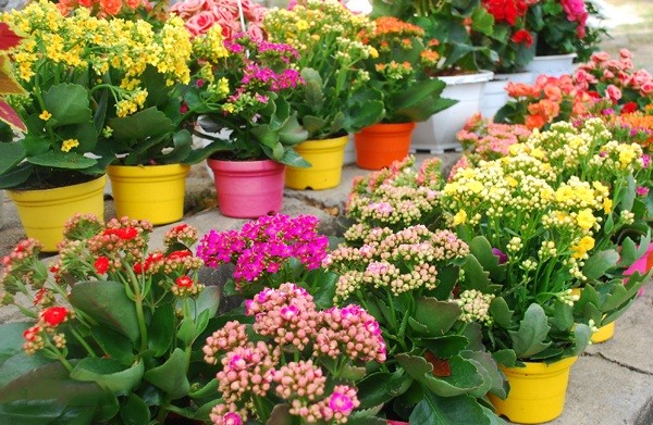 5 cây cảnh người giàu âm thầm trồng: Vừa đẹp, vừa hút lộc, vừa “ăn sạch” bụi bẩn