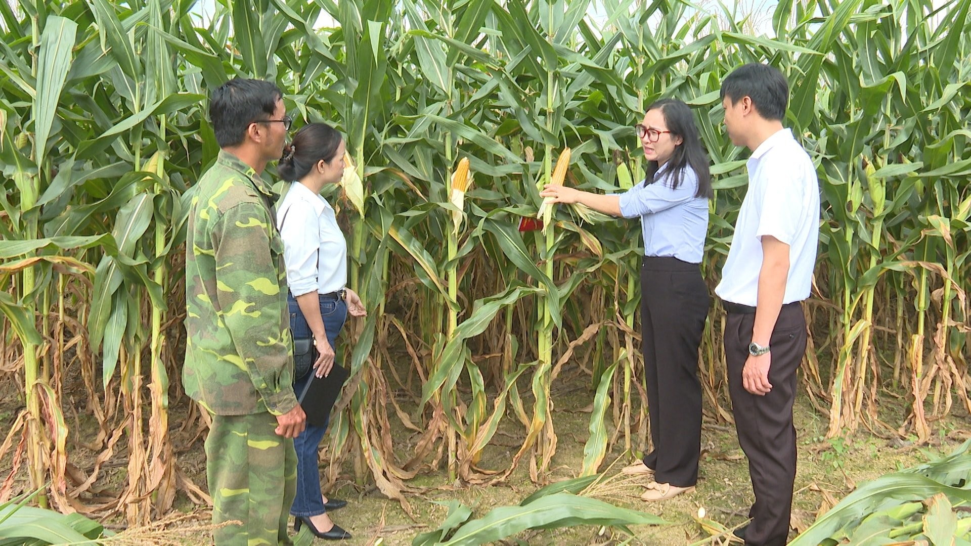 Kiểu canh tác mới: Trồng bắp không thu hạt – “bỏ sức ít, thu nhập cao” ở xã biên giới Lâm Đồng