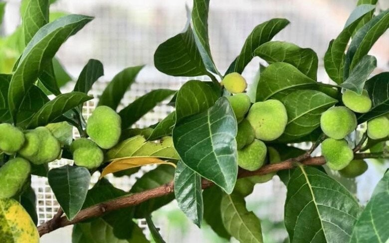 “Cây lộc trời” vừa làm cảnh, vừa làm thực phẩm, nấu canh chua hút sạch mỡ máu