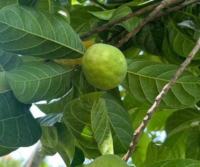 “Cây lộc trời” vừa làm cảnh, vừa làm thực phẩm, nấu canh chua hút sạch mỡ máu