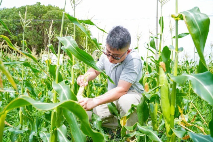 Giống ngô trắng tinh khôi, ăn sống được, nông dân bán giá cao vẫn cháy hàng