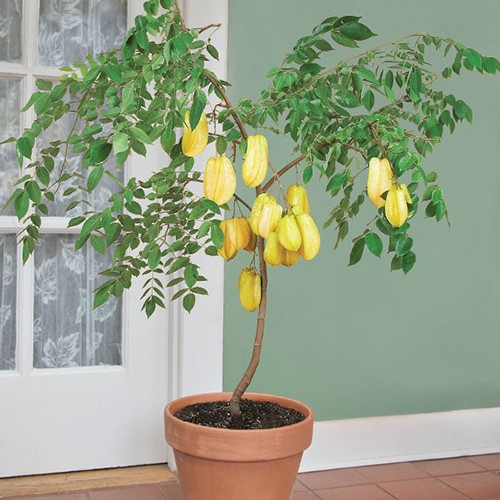 Hướng dẫn chi tiết cách trồng cây khế trong chậu cảnh đúng kỹ thuật