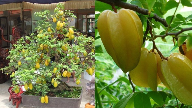 Hướng dẫn chi tiết cách trồng cây khế trong chậu cảnh đúng kỹ thuật