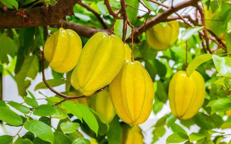 Hướng dẫn chi tiết cách trồng cây khế trong chậu cảnh đúng kỹ thuật