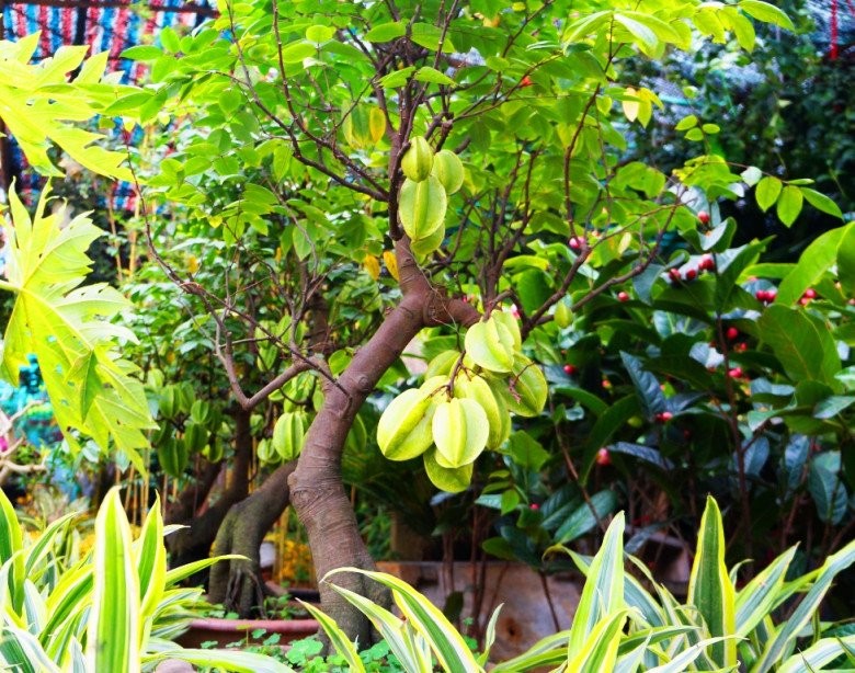 Hướng dẫn chi tiết cách trồng cây khế trong chậu cảnh đúng kỹ thuật